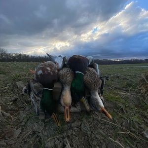 Meet your Posher, Noah